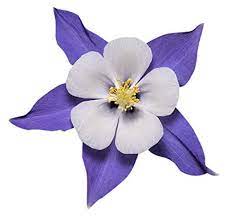 Pin On Flowers