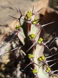 Image result for Euphorbia namuliensis