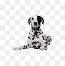 Image result for dog image no background