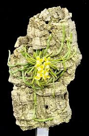 Image result for Schizochilus