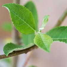 After researching the different varieties of plants and zones, the real work was in trying to locate the plants. Willow Hedge Plant Salix Alba Willow Hedging