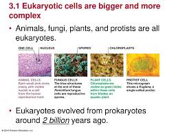 Parts and structure with functions. 3 1 Opening Questions Are All Living Things Made Of Cells Ppt Download