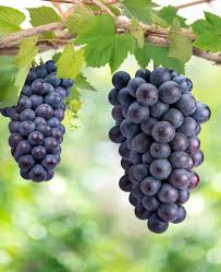 Image result for Vitis vinifera