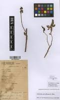 Image result for Eriosema parviflorum