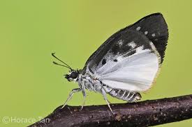 Image result for Trichoneura