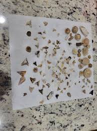 Shark Tooth Hunters Of The Carolinas