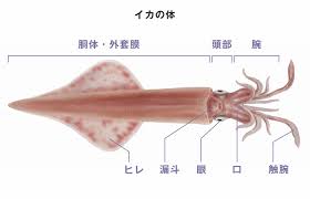 イカ・タコとはどういう生き物なのか？ | 不思議の国のイカとタコ | 豊海おさかなミュージアム