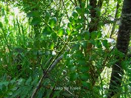Image result for Phyllocladus trichomanoides