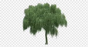 Jul 15, 2014 · willow can be tricky as they can grow very fast.trees that are regularly trimmed and pruned will grow faster than untrimmed trees that get bulky and full.i have a 5 year old (salix tristis) weeping willow planted in liberty, mo. Weeping Willow Tree Rendering Tree Landscape Grass Willow Png Pngwing