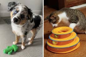 See more ideas about dogs, cattle dog, australian cattle dog. Things To Stop Your Dog From Chewing Everything You Own