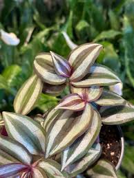 Image result for Tradescantia zebrina