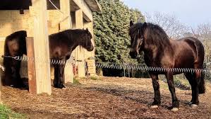 Cavalli in uno spazio recintato. Recinti Elettrici Per Cavalli Consigli Per L Uso Cavallo Magazine