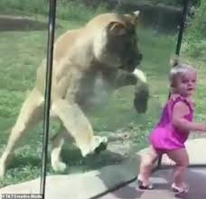 Big cat crossing—an extension of. Lion Tries To Pounce On Toddler Through Enclosure Glass At Peoria Zoo In Illinois Daily Mail Online