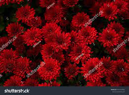 Lovely Red Chrysanthemum Flowers Natural Background Top View Ad Ad Chrysanthemum Flowers Love Red Chrysanthemums Chrysanthemum Flower Natural Background