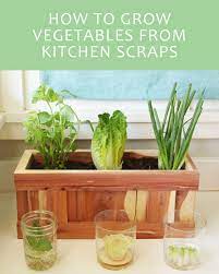 Here S How To Give Your Vegetable Scraps A New Life Indoor Vegetable Gardening Vegetable Scraps Growing Vegetables