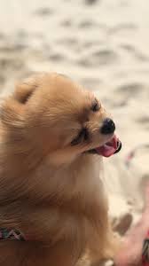 Pin De Meryem Ucak En Wallpapers Animales Perros Bonitos Fotos