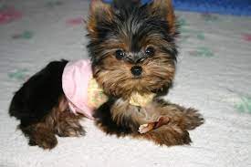 Yorkie puppies for sale in texas. Cute Teacup Yorkie Puppies For Sale In Texas L2sanpiero