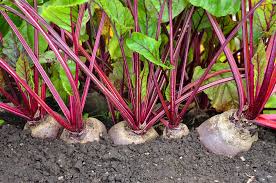 Check spelling or type a new query. How To Grow Beets In Your Garden Just Beet It