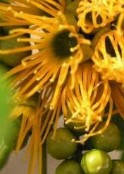 Image result for Cordyla