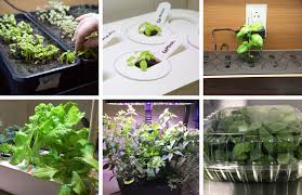 The price also increases if you buy the smart garden with other additions such as the plant pods. Testing Indoor Gardens Cook S Illustrated