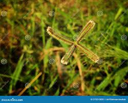 Image result for Dactyloctenium aegyptium