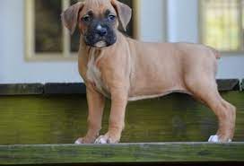 He can be registered with the aca. Polite Boxer Puppies For Sale Handmade Michigan
