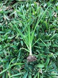 Onion Weed Nothoscordum Sp Lawn Solutions Australia
