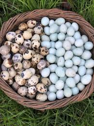 Quail Eggs Alchemist Farm We have been hatching quail babies on the homestead this winter and are amazed at how fast they are growing. quail eggs alchemist farm