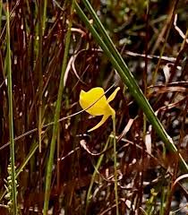 Image result for Utricularia tortilis