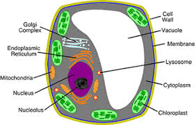 Maybe you would like to learn more about one of these? Cell Structure And Functions