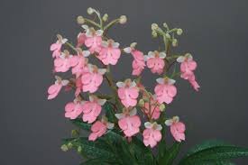 Image result for Habenaria disparilis