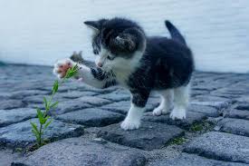 Certain plants can be toxic to pets when ingested, sometimes causing seizures find a sunny window and these flowers (native to brazil) will blossom in bright shades of purple, pink, red, or blue. What Plants Are Safe For Pets