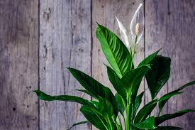 The peace lily, also known as the white sail plant or spathiphyllum, is one of the most popular plants to grow indoors. How To Grow And Care For Peace Lilies Gardener S Path