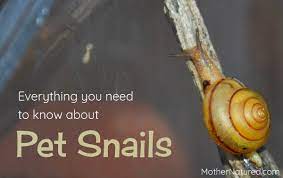 Keeping Pet Snails Everything You Need To Know About Their Care In 2020 Pet Snails Snails In Garden What Do Snails Eat