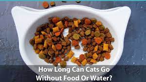 How Long Can A Cat Go Without Food Or Water Feline Eating And Drinking Needs Alimentos Para Mascotas Recetas De Comida Para Gatos Recetas De Comida Para Perros