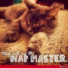 Petcentric Dog And Cat Articles Purina Cats Dog Cat What Cat