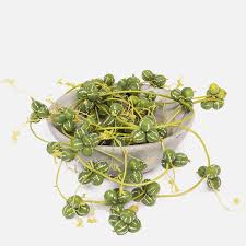 Image result for Diplocyclos