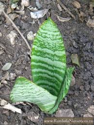 Image result for Sansevieria hyacinthoides