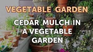 Cedar Mulch In A Vegetable Garden Youtube