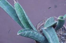 Image result for Sansevieria hallii