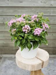 Image result for Pentas lanceolata