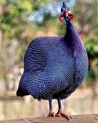 Pin On Crochet Birds