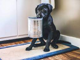 Can Dogs Eat Salt Will Dogs Get Salt Poisoning Uk Pets