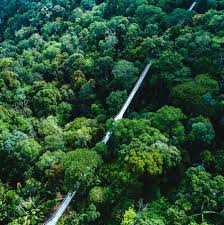 Maybe you would like to learn more about one of these? Langur Way Canopy Walk The Habitat Penang Hill