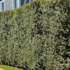 Image result for Pittosporum tenuifolium