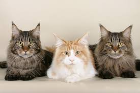 Maine coons are highly adaptable and usually get along with other pets and children, making them an excellent family pet. All About Maine Coon Cats Cost Personality Facts More