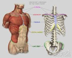 pin on anatomy