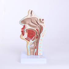 Anatomy of the nasal cavity. Best Quality Nasal Cavity Anatomical Model Buy Nasal Cavity Model Anatomical Model Nasal Model Product On Alibaba Com