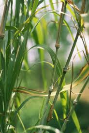Image result for Panicum subalbidum