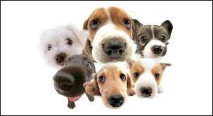 Pet Love In Africa How The Business Of Pets Is Making Money And Expanding Across Africa Smallstarter Africa